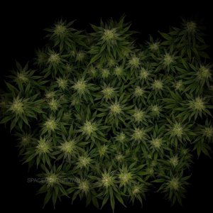 grow-with-medicgrow-smart8-spacementgrown-day30flower-2.jpg