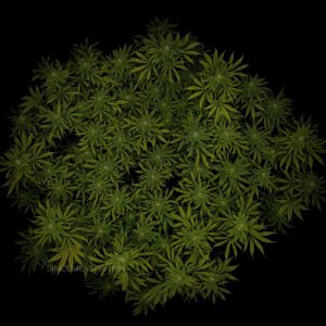 grow-with-medicgrow-smart8-spacementgrown-day30flower-3.jpg