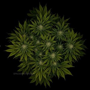 grow-with-medicgrow-smart8-spacementgrown-day30flower-4.jpg