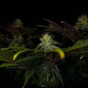 grow-with-medicgrow-smart8-spacementgrown-day30flower-5.jpg