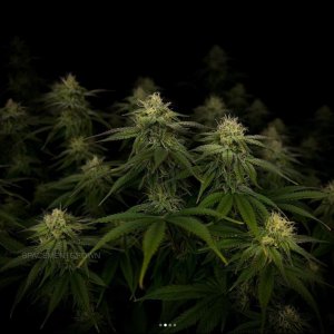 grow-with-medicgrow-smart8-spacementgrown-day30flower-6.jpg