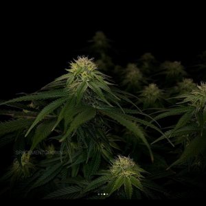 grow-with-medicgrow-smart8-spacementgrown-day30flower-7.jpg