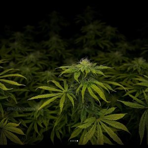 grow-with-medicgrow-smart8-spacementgrown-day30flower-8.jpg