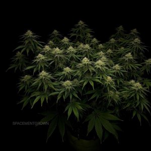 grow-with-medicgrow-smart8-spacementgrown-day30flower-9.jpg