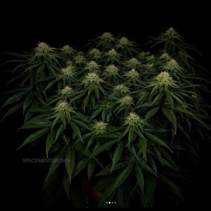 grow-with-medicgrow-smart8-spacementgrown-day30flower-10.jpg