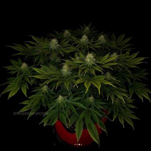 grow-with-medicgrow-smart8-spacementgrown-day30flower-11.jpg