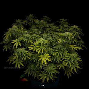 grow-with-medicgrow-smart8-spacementgrown-day30flower-12.jpg