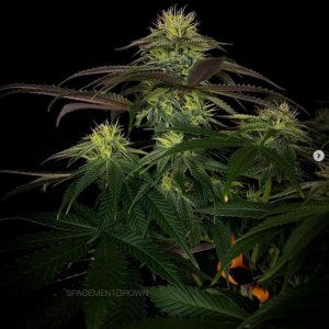 grow-with-medicgrow-smart8-spacementgrown-day30flower-13.jpg