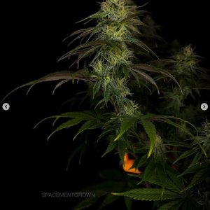 grow-with-medicgrow-smart8-spacementgrown-day30flower-14.jpg