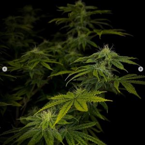 grow-with-medicgrow-smart8-spacementgrown-day30flower-15.jpg