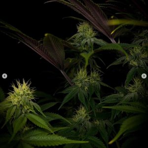 grow-with-medicgrow-smart8-spacementgrown-day30flower-16.jpg