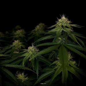 grow-with-medicgrow-smart8-spacementgrown-day30flower-18.jpg