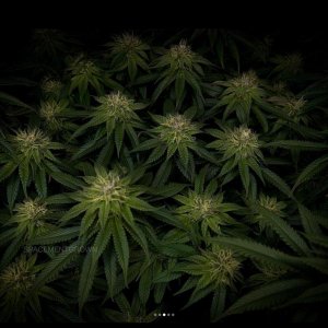 grow-with-medicgrow-smart8-spacementgrown-day30flower-19.jpg