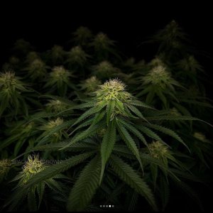 grow-with-medicgrow-smart8-spacementgrown-day30flower-20.jpg