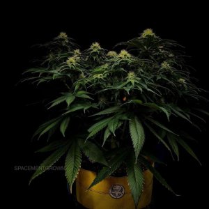 grow-with-medicgrow-smart8-spacementgrown-day30flower-21.jpg