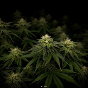 grow-with-medicgrow-smart8-spacementgrown-day30flower-22.jpg