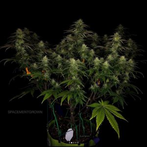 grow-with-medicgrow-smart8-spacementgrown-day30flower-23.jpg