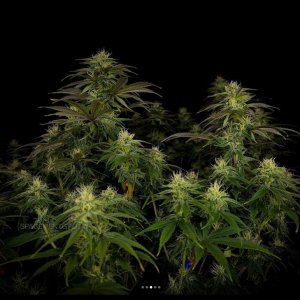 grow-with-medicgrow-smart8-spacementgrown-day30flower-24.jpg