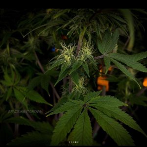 grow-with-medicgrow-smart8-spacementgrown-day30flower-25.jpg