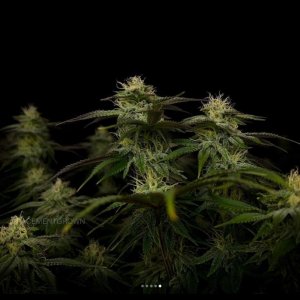 grow-with-medicgrow-smart8-spacementgrown-day30flower-26.jpg