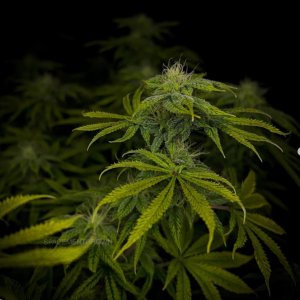 grow-with-medicgrow-smart8-spacementgrown-day30flower-27.jpg