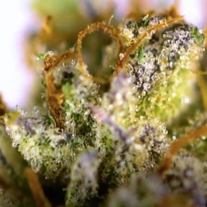 mimosa-apeorigin-weed-feminized-cannabis-weed.jpg