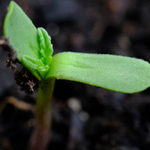 seedling from immature Mulanje seed (1)