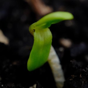 seedling from immature Mulanje seed