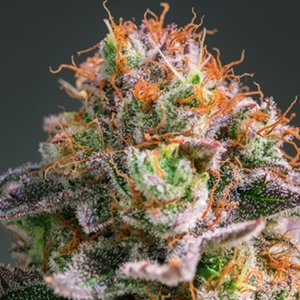 apricot-oreoz-anesia-hanfsamen-cannabisseeds.jpg