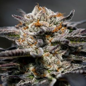 Calypso-Sunrocks-feminized-weedseeds.jpg