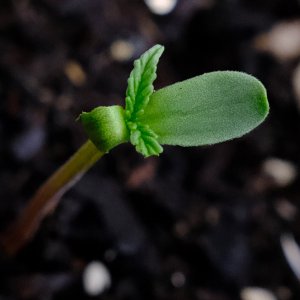 Mulanje seedling from 16 day old seed, showing some damage from slugs