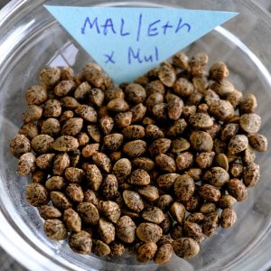 Malawi/Ethiopian x Mulanje seeds