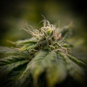 grow-with-medicgrow-smart8-spacementgrown-day35flower.jpg