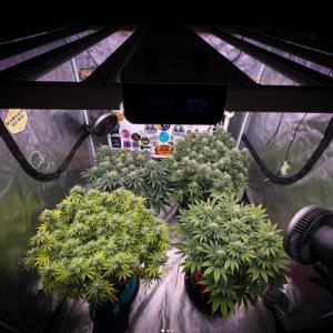 grow-with-medicgrow-smart8-spacementgrown-day35flower-1.jpg