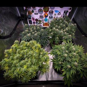 grow-with-medicgrow-smart8-spacementgrown-day35flower-2.jpg