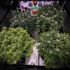 grow-with-medicgrow-smart8-spacementgrown-day35flower-3.jpg