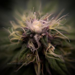 grow-with-medicgrow-smart8-spacementgrown-day35flower-4.jpg