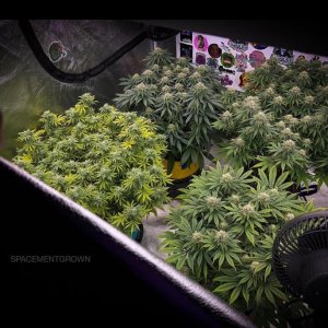 grow-with-medicgrow-smart8-spacementgrown-day35flower-5.jpg