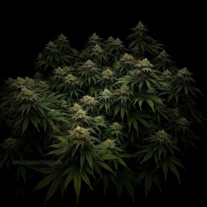 grow-with-medicgrow-smart8-spacementgrown-day36flower.jpg