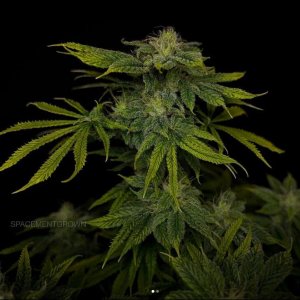 grow-with-medicgrow-smart8-spacementgrown-day36flower-1.jpg