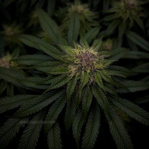 grow-with-medicgrow-smart8-spacementgrown-day36flower-3.jpg