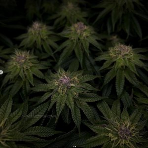 grow-with-medicgrow-smart8-spacementgrown-day36flower-4.jpg