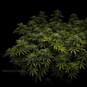 grow-with-medicgrow-smart8-spacementgrown-day36flower-5.jpg