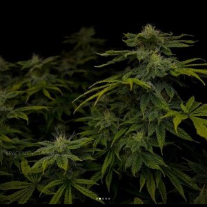 grow-with-medicgrow-smart8-spacementgrown-day36flower-6.jpg