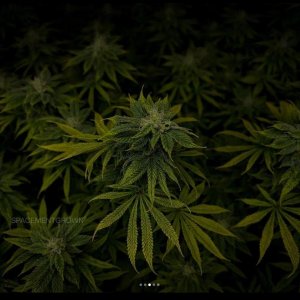 grow-with-medicgrow-smart8-spacementgrown-day36flower-7.jpg