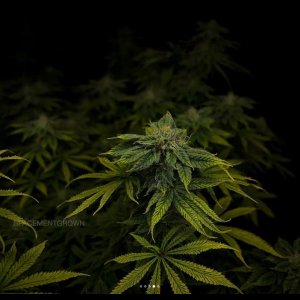 grow-with-medicgrow-smart8-spacementgrown-day36flower-8.jpg