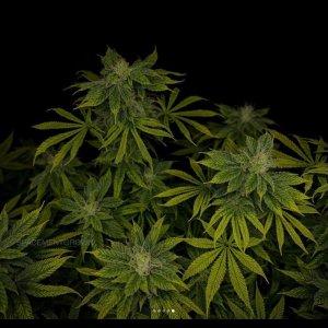 grow-with-medicgrow-smart8-spacementgrown-day36flower-9.jpg