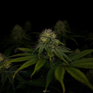 grow-with-medicgrow-smart8-spacementgrown-day36flower-10.jpg