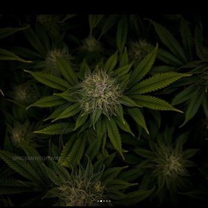 grow-with-medicgrow-smart8-spacementgrown-day36flower-11.jpg