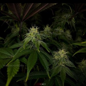 grow-with-medicgrow-smart8-spacementgrown-day36flower-12.jpg